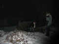 Bild4.jpg (73339 Byte)